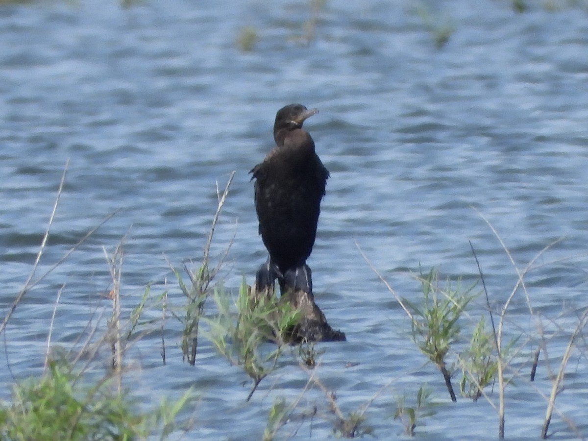 Neotropic Cormorant - ML620390656