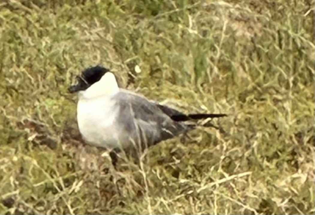 Long-tailed Jaeger - ML620390663