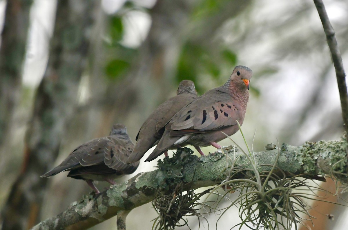 Common Ground Dove - ML620390673