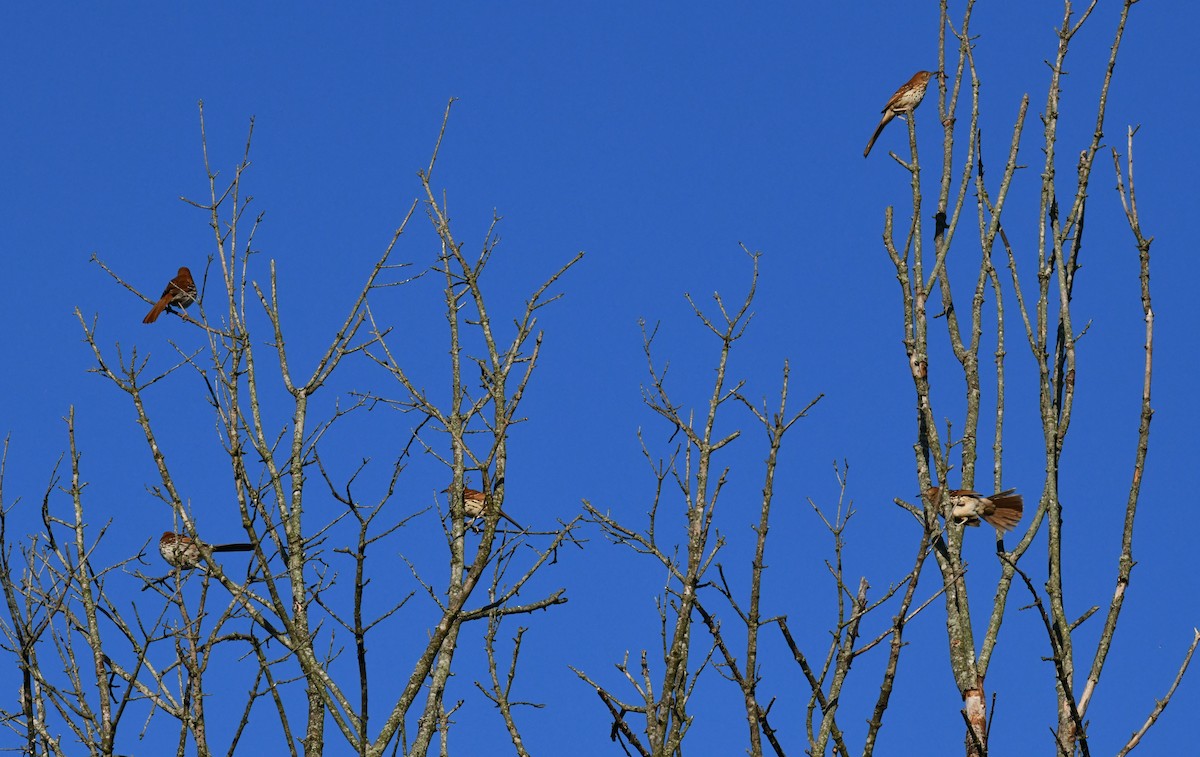 Brown Thrasher - ML620390677