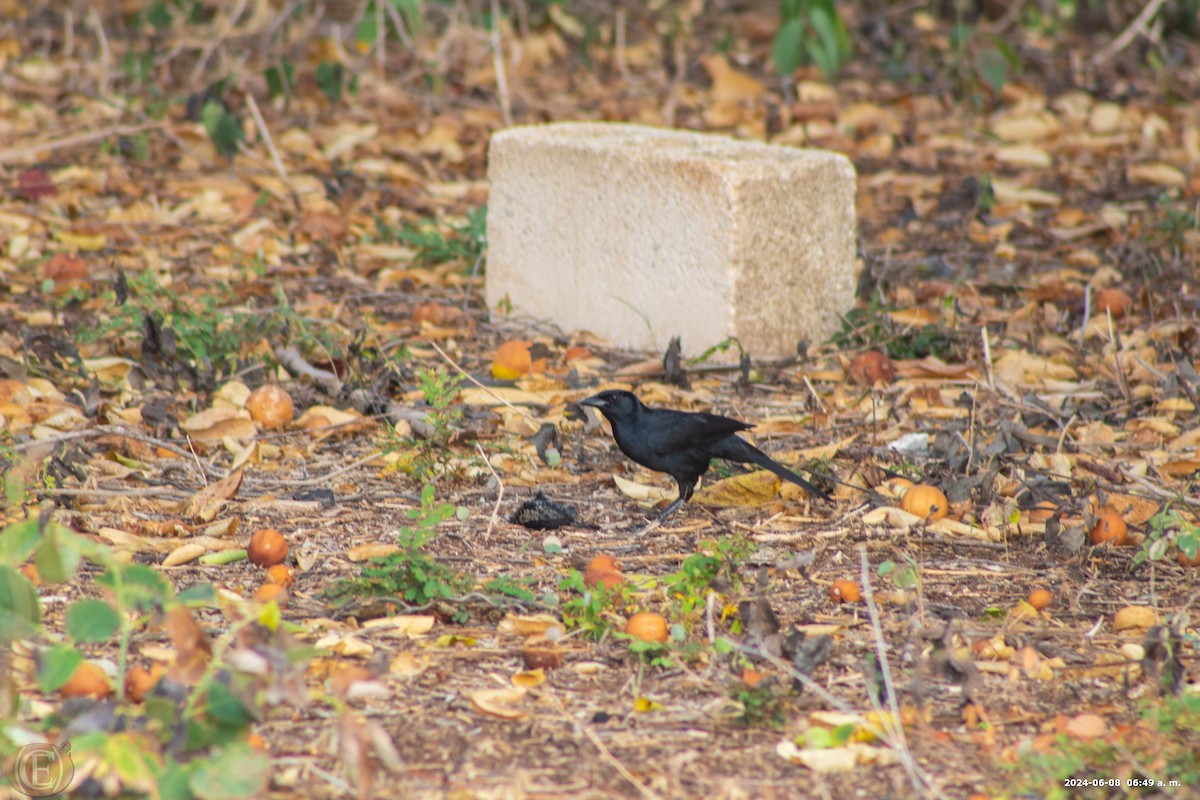 Melodious Blackbird - Eben Ezer Caamal Cahuich