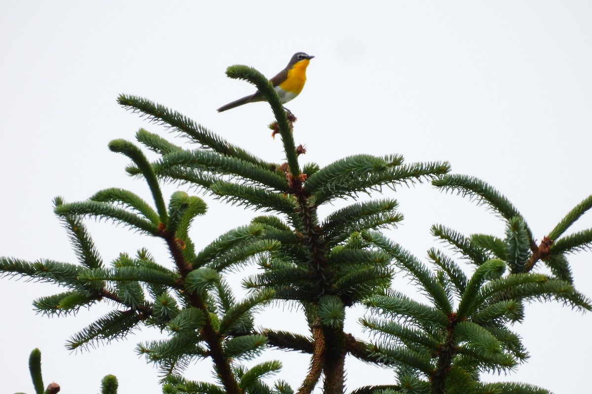 Yellow-breasted Chat - ML620390683