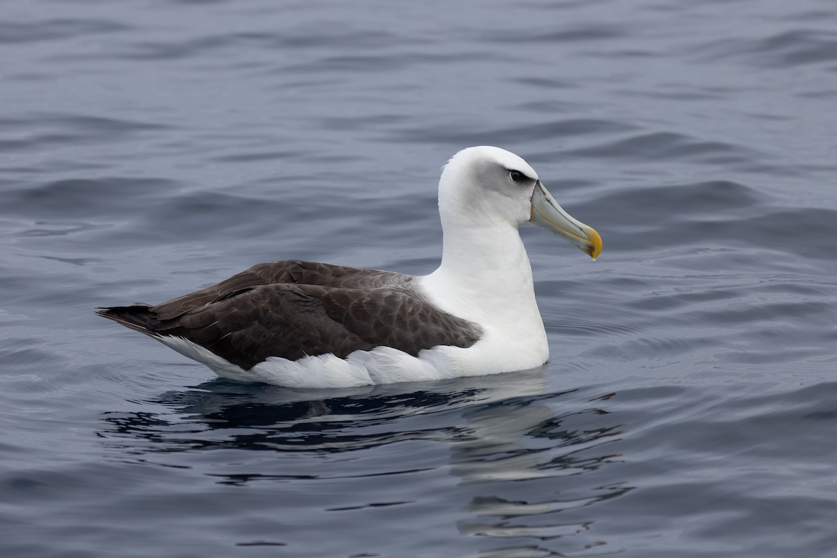 White-capped Albatross - ML620390693