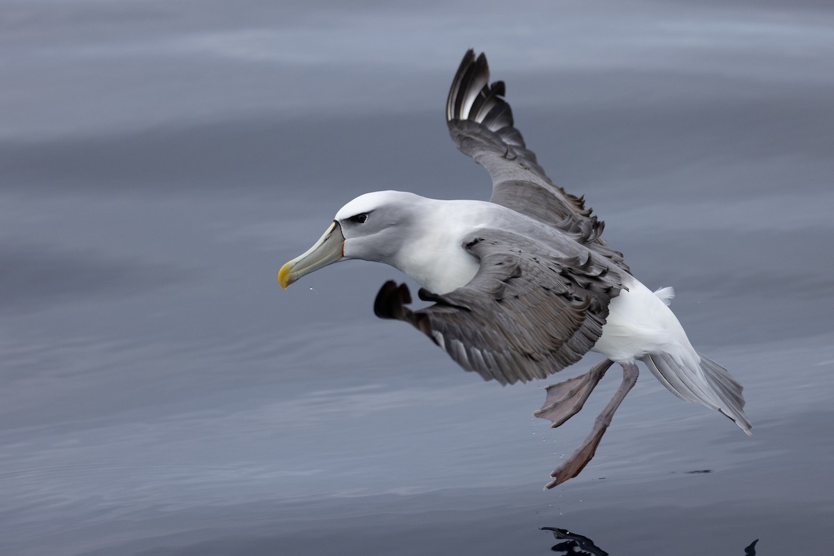 White-capped Albatross - ML620390694