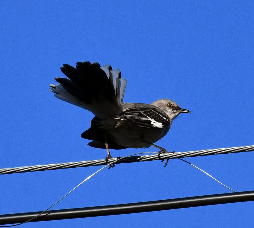 Northern Mockingbird - ML620390702