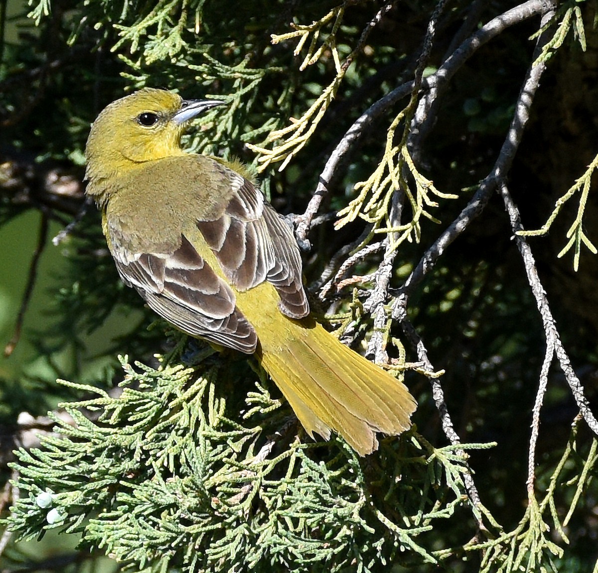 Orchard Oriole - ML620390706
