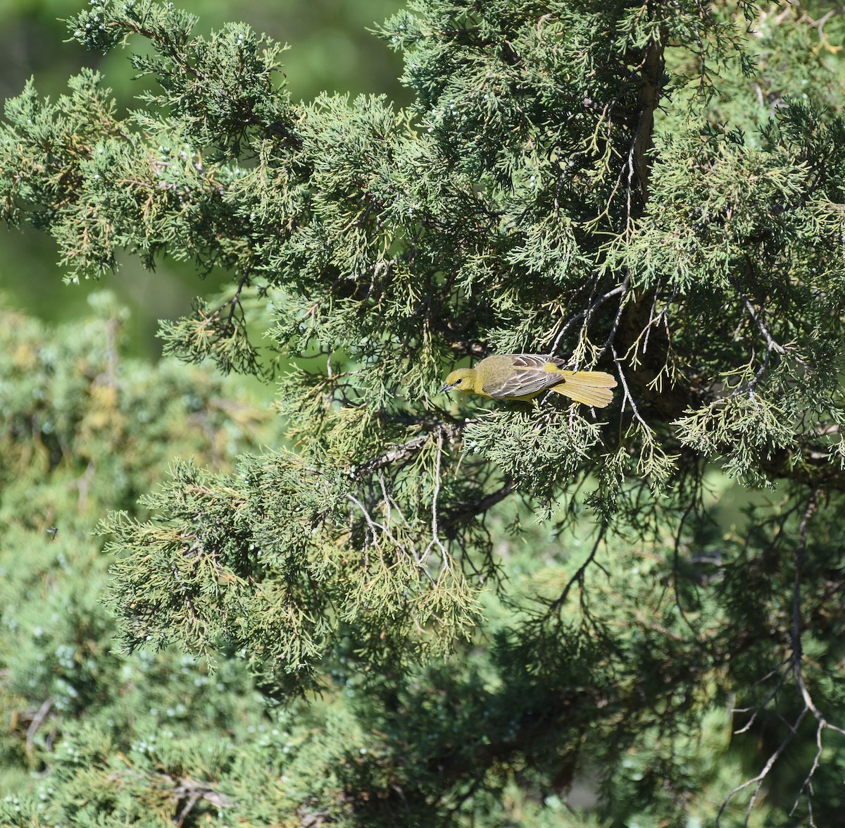 Orchard Oriole - ML620390708