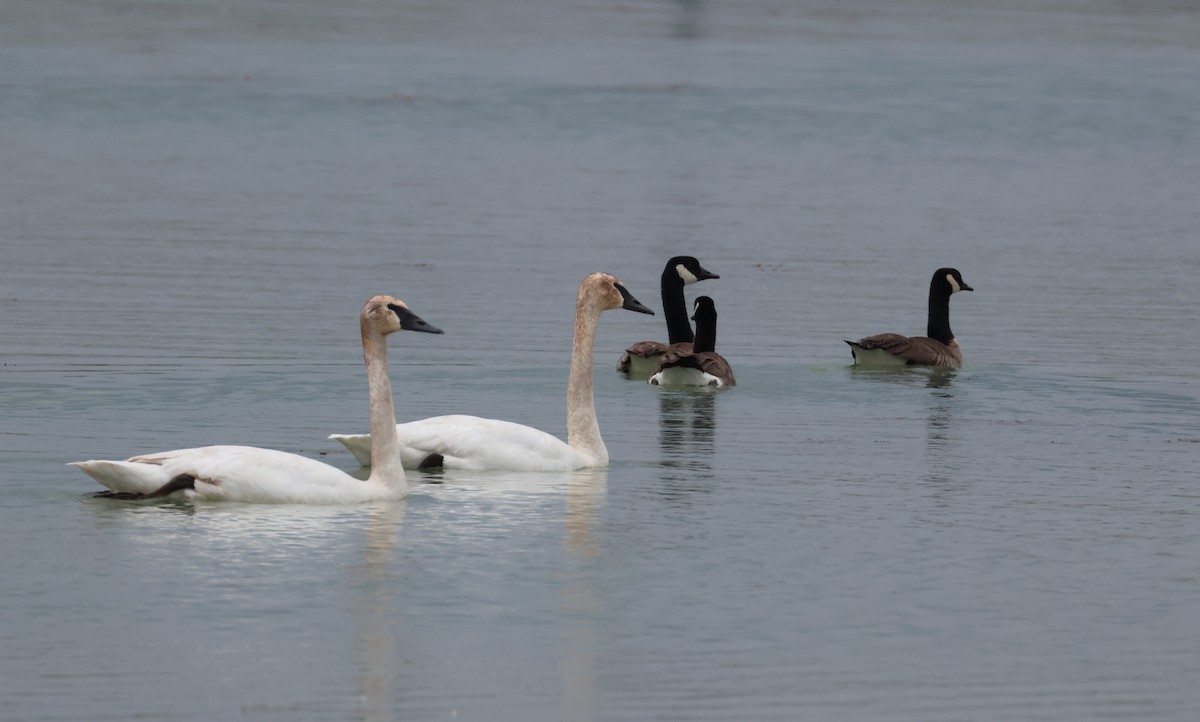 Cisne Trompetero - ML620390710