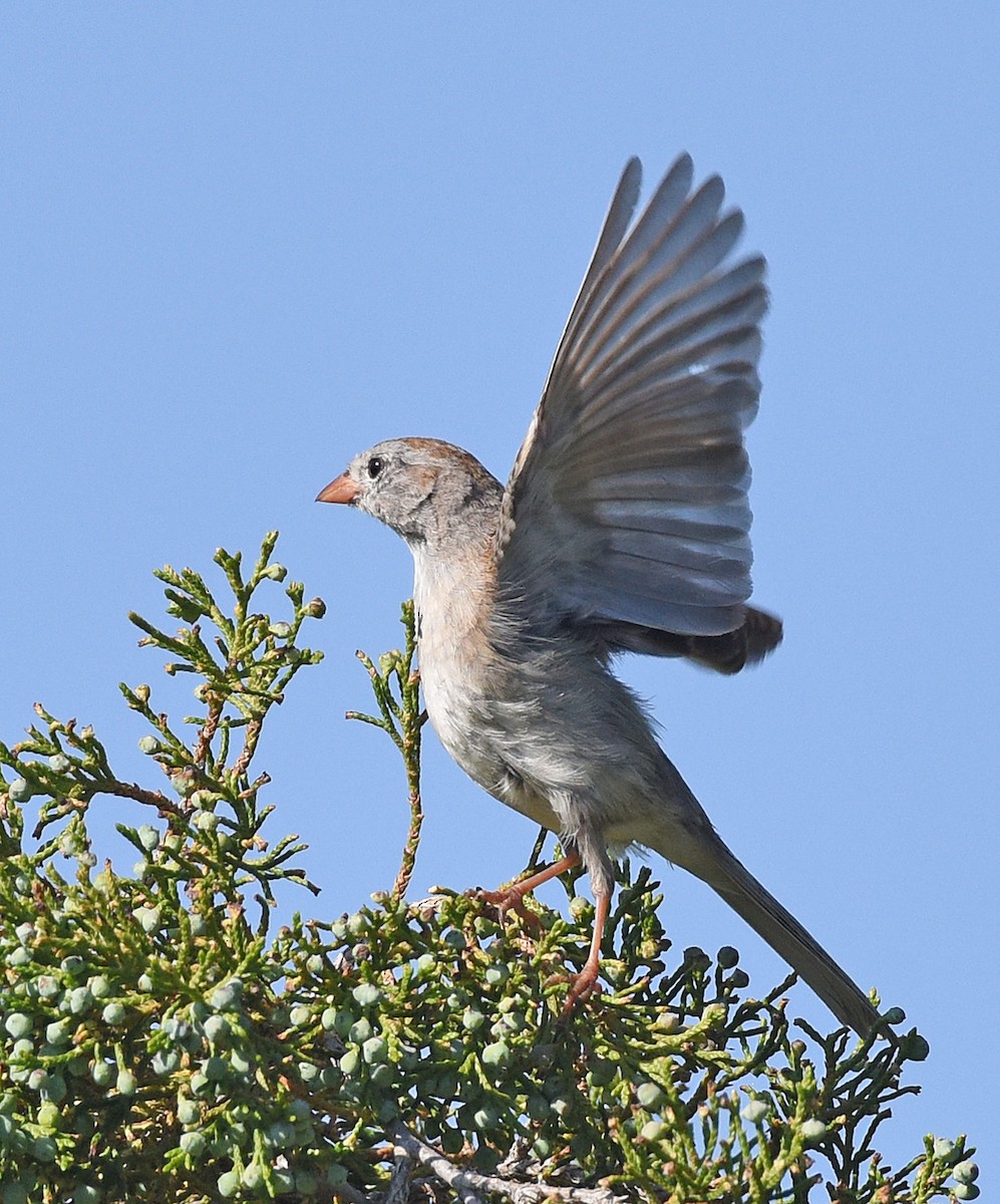 Field Sparrow - ML620390719