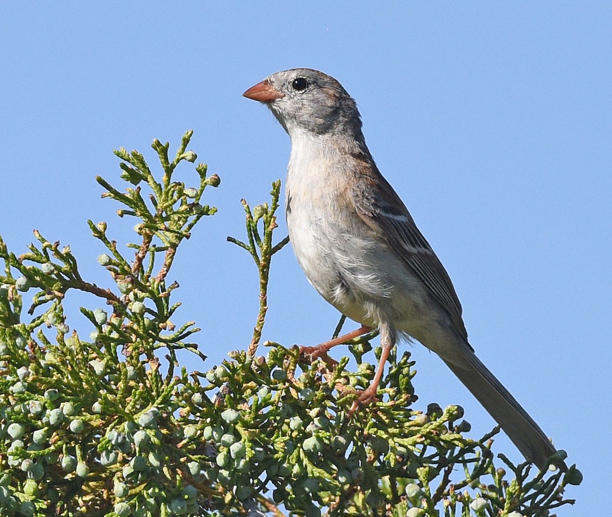 Field Sparrow - ML620390720