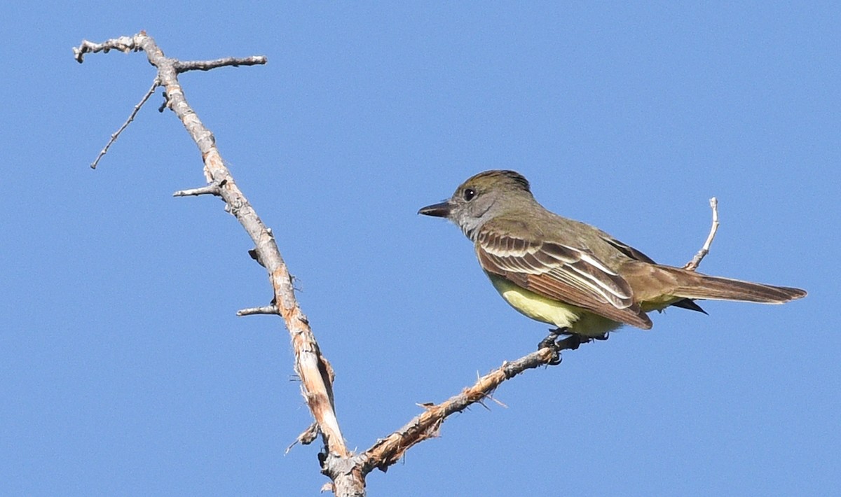 Great Crested Flycatcher - ML620390723