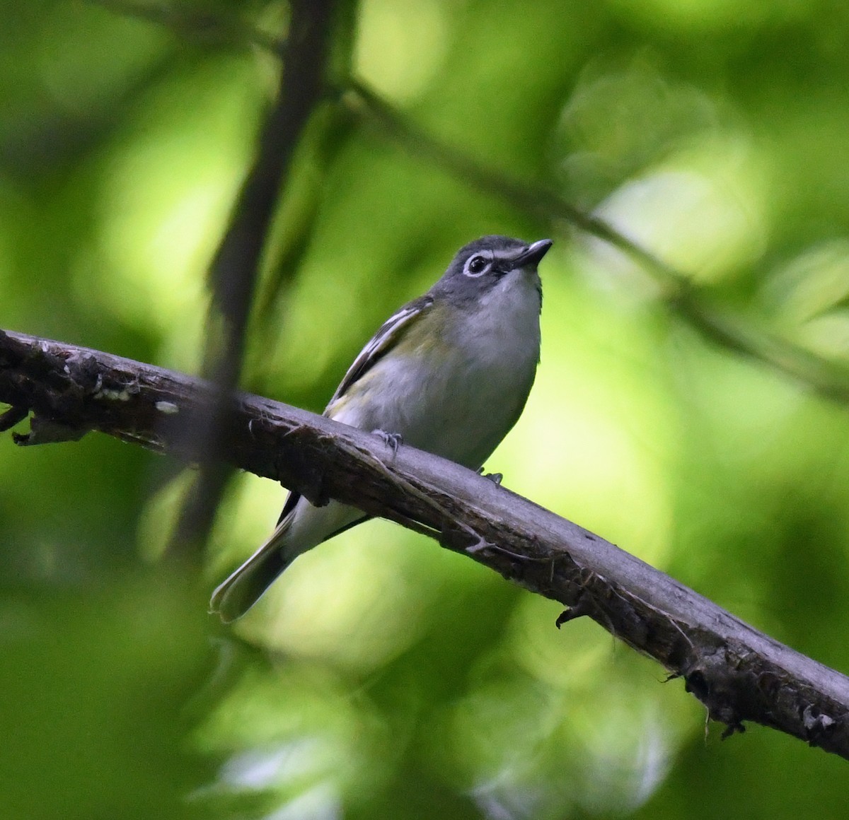 Blue-headed Vireo - ML620390743