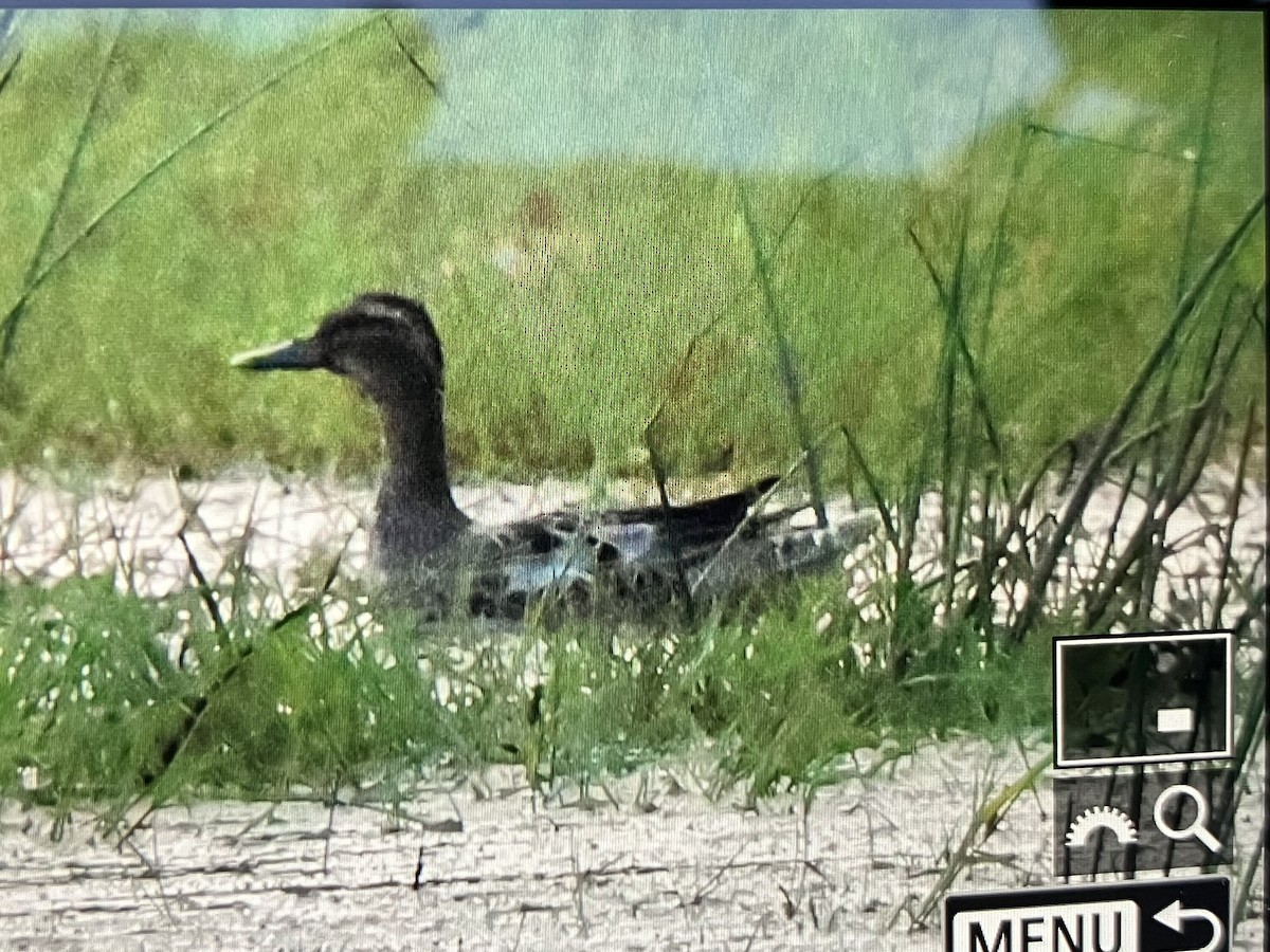 Garganey - ML620390746