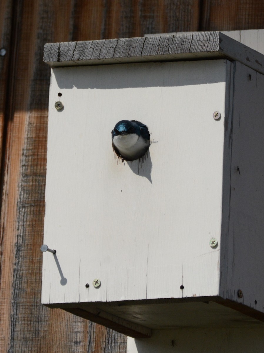 Tree Swallow - ML620390750