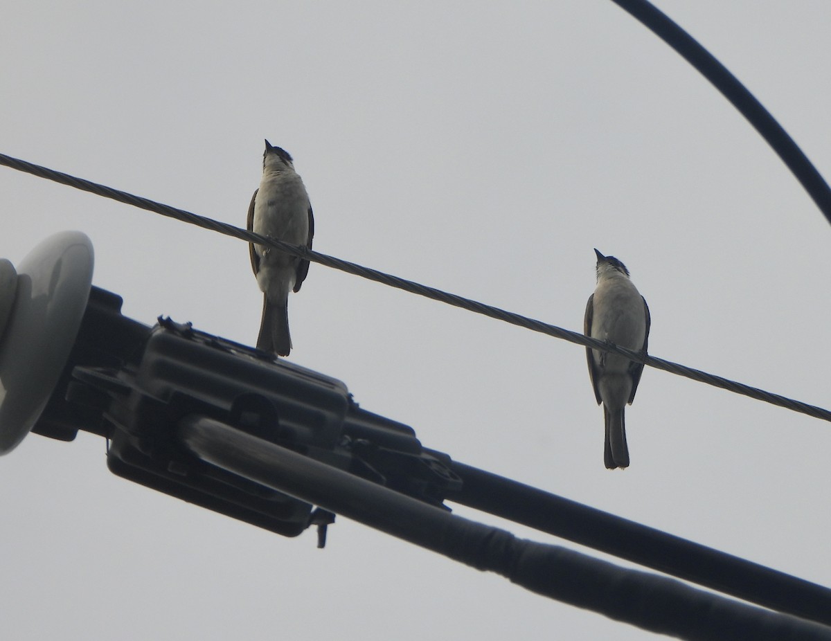 Bulbul de Taïwan - ML620390751