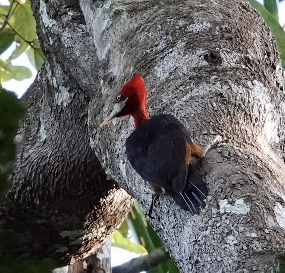 Red-necked Woodpecker - ML620390754