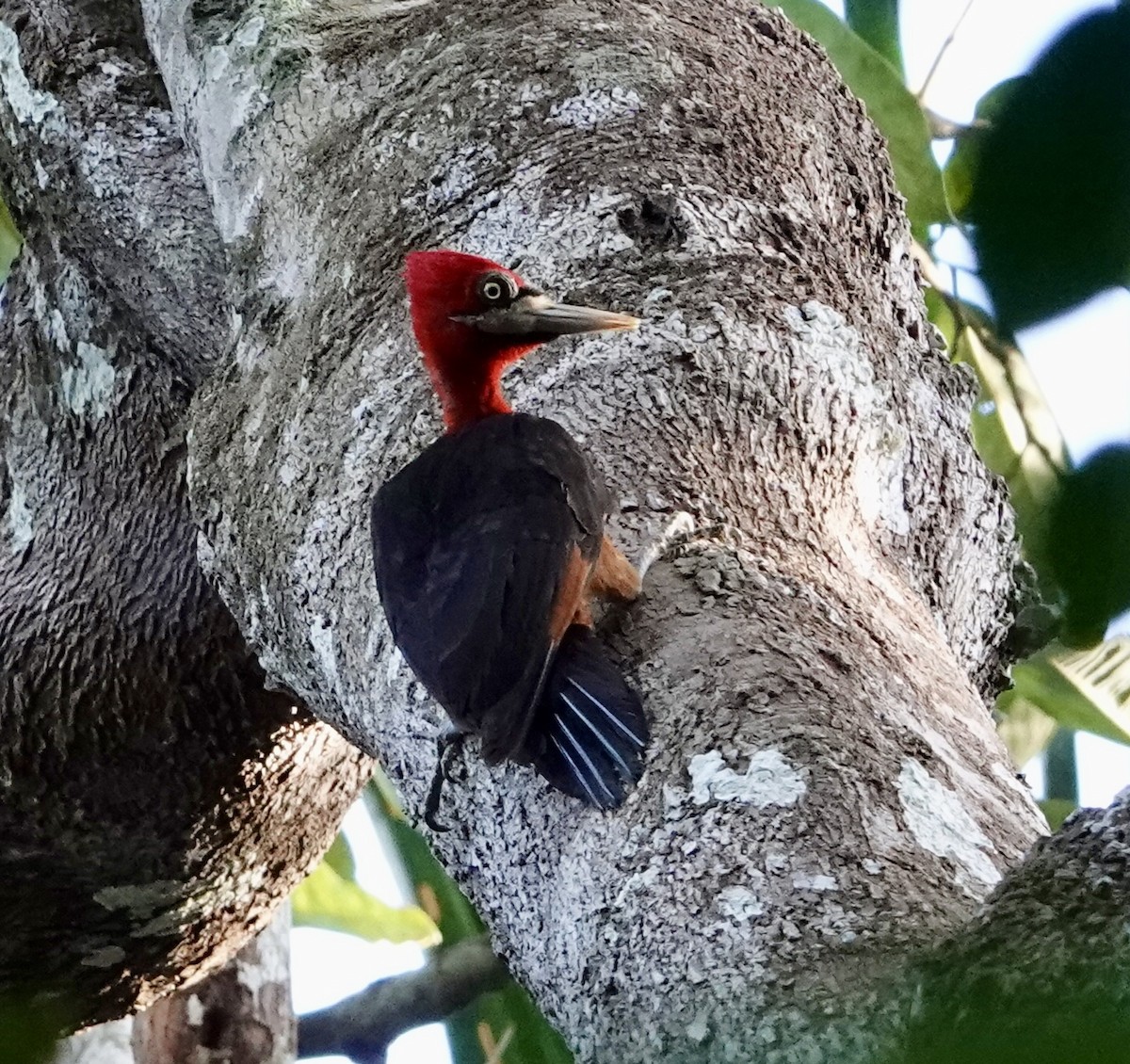 Red-necked Woodpecker - ML620390755