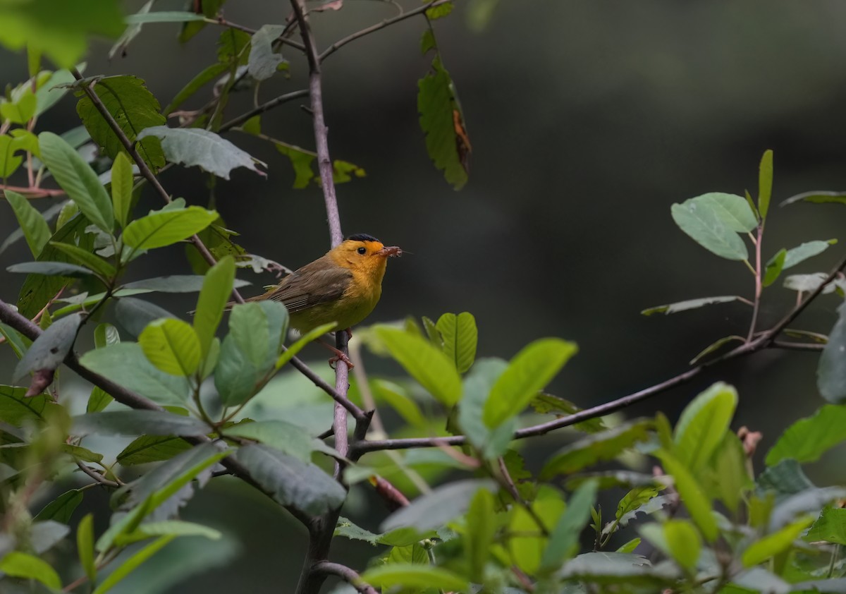 Wilson's Warbler - ML620390787