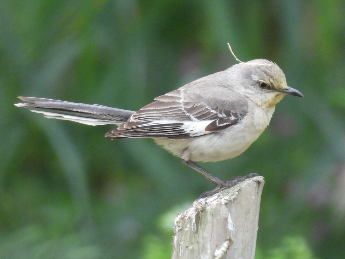 Northern Mockingbird - ML620390792