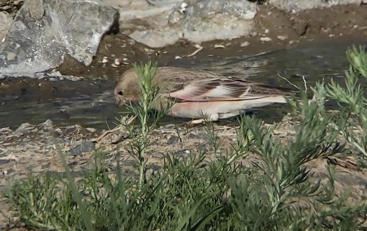 Mongolian Finch - ML620390798