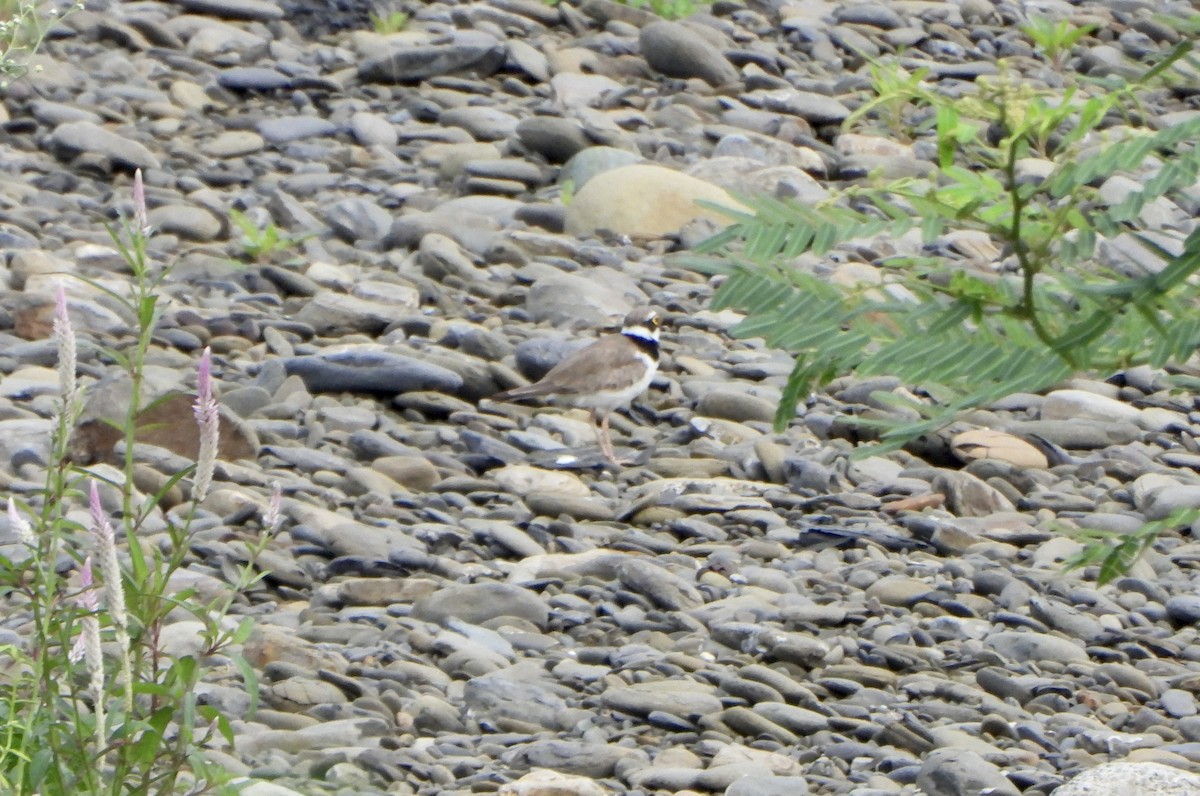 Little Ringed Plover - ML620390809