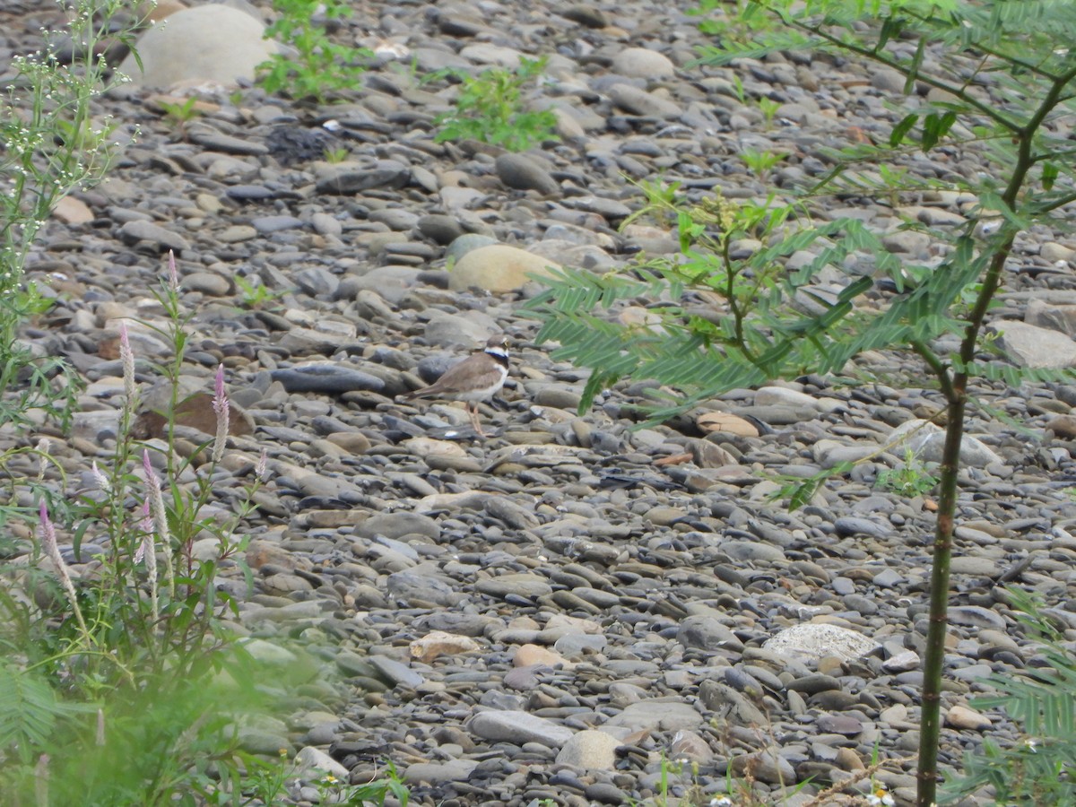 Little Ringed Plover - ML620390810