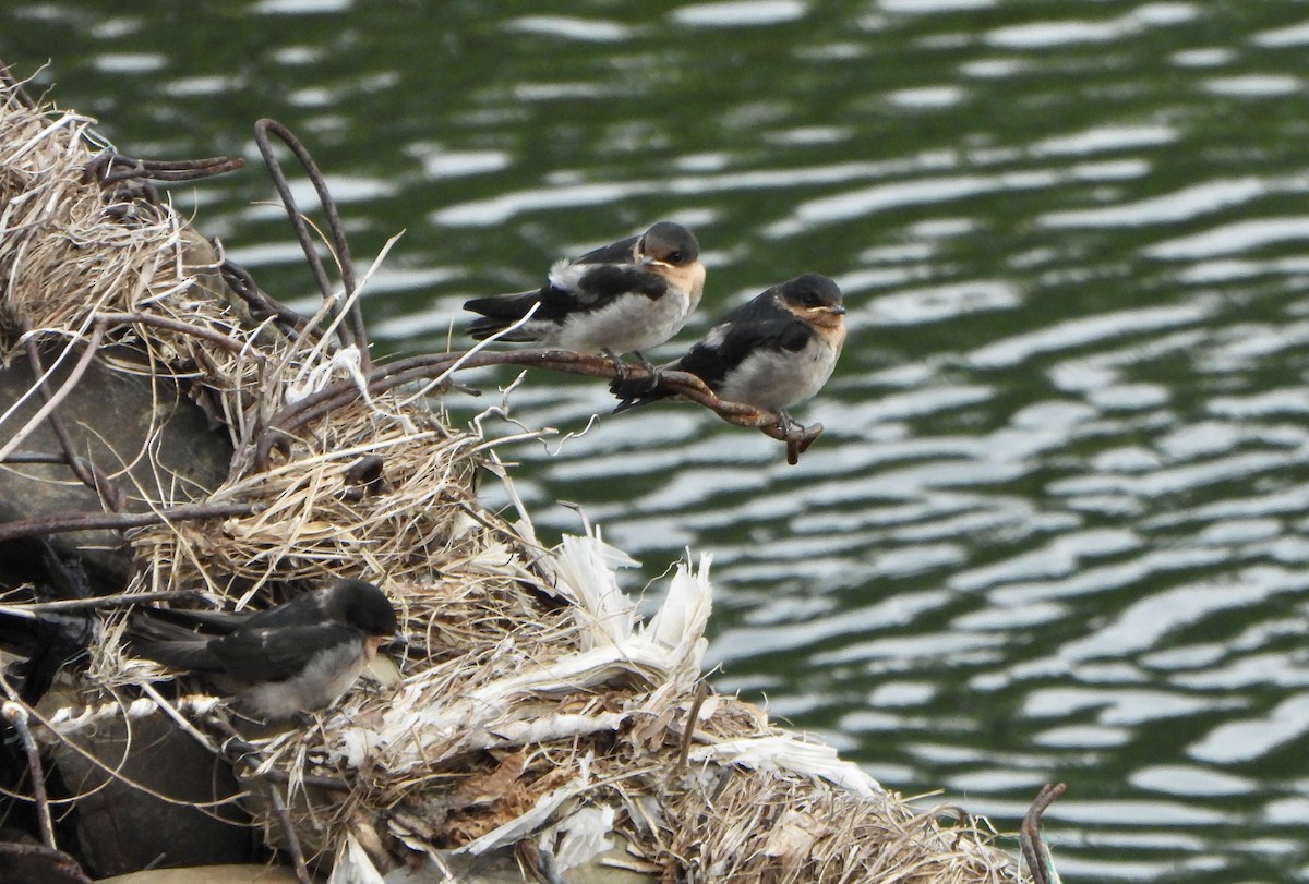 Pacific Swallow - ML620390811