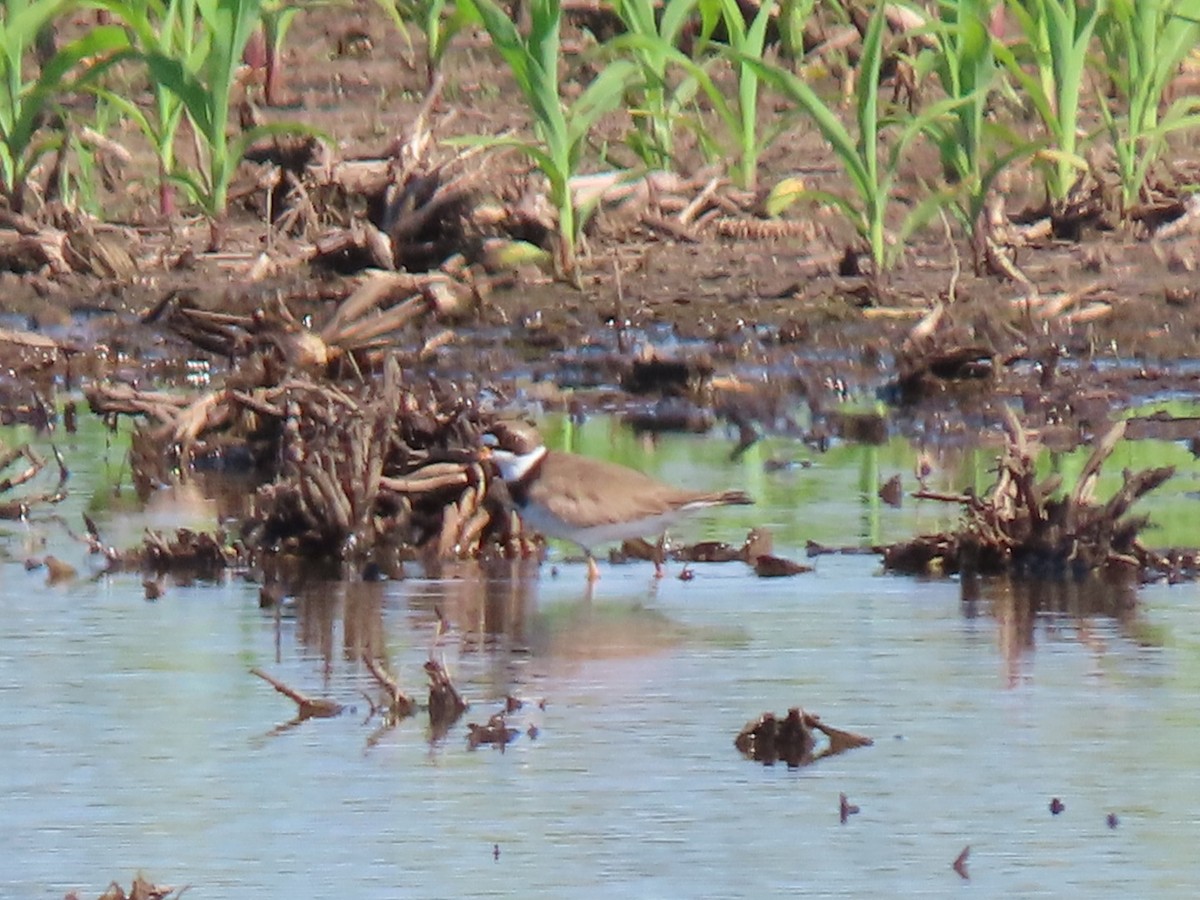 Semipalmated Plover - ML620390816