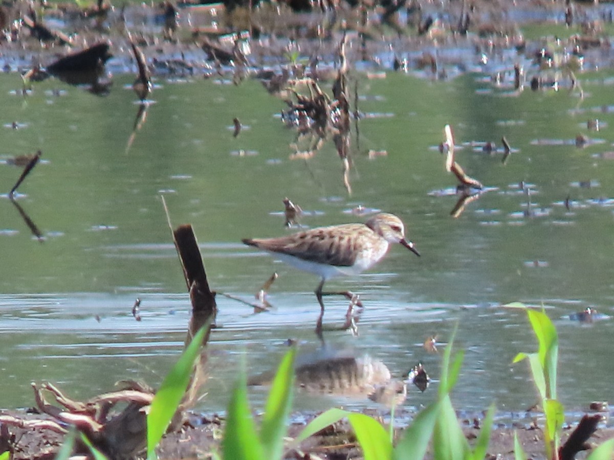 Semipalmated Sandpiper - ML620390827