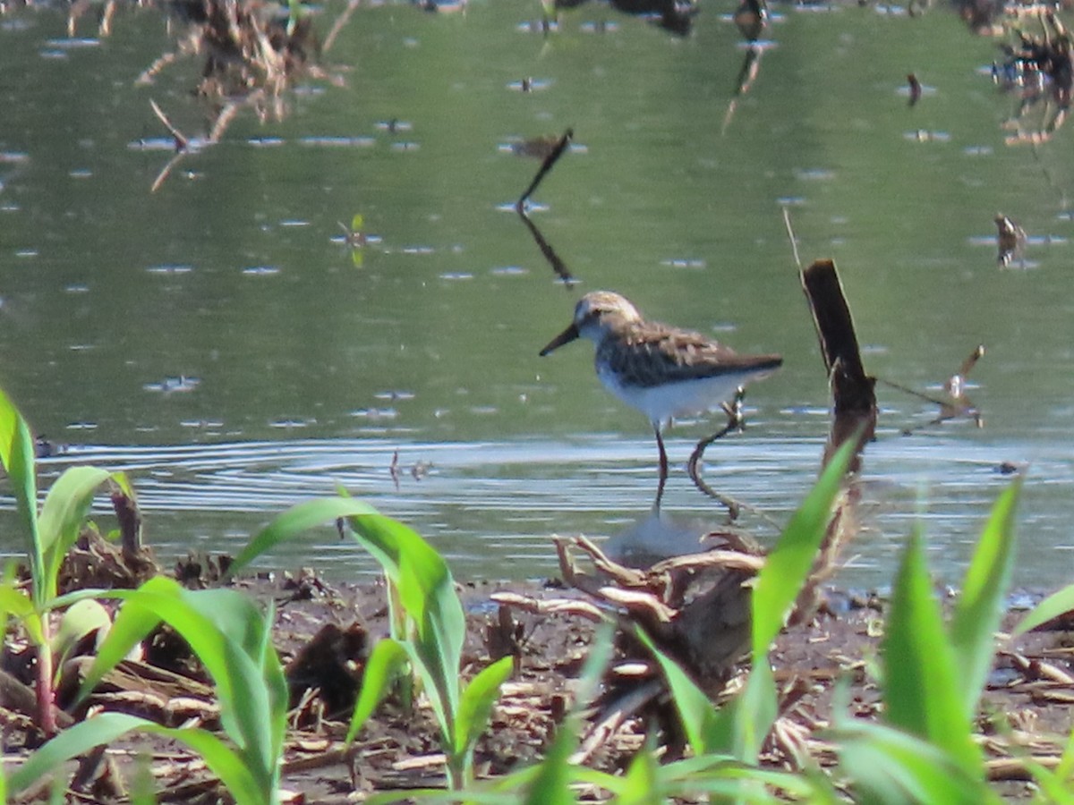 Semipalmated Sandpiper - ML620390831