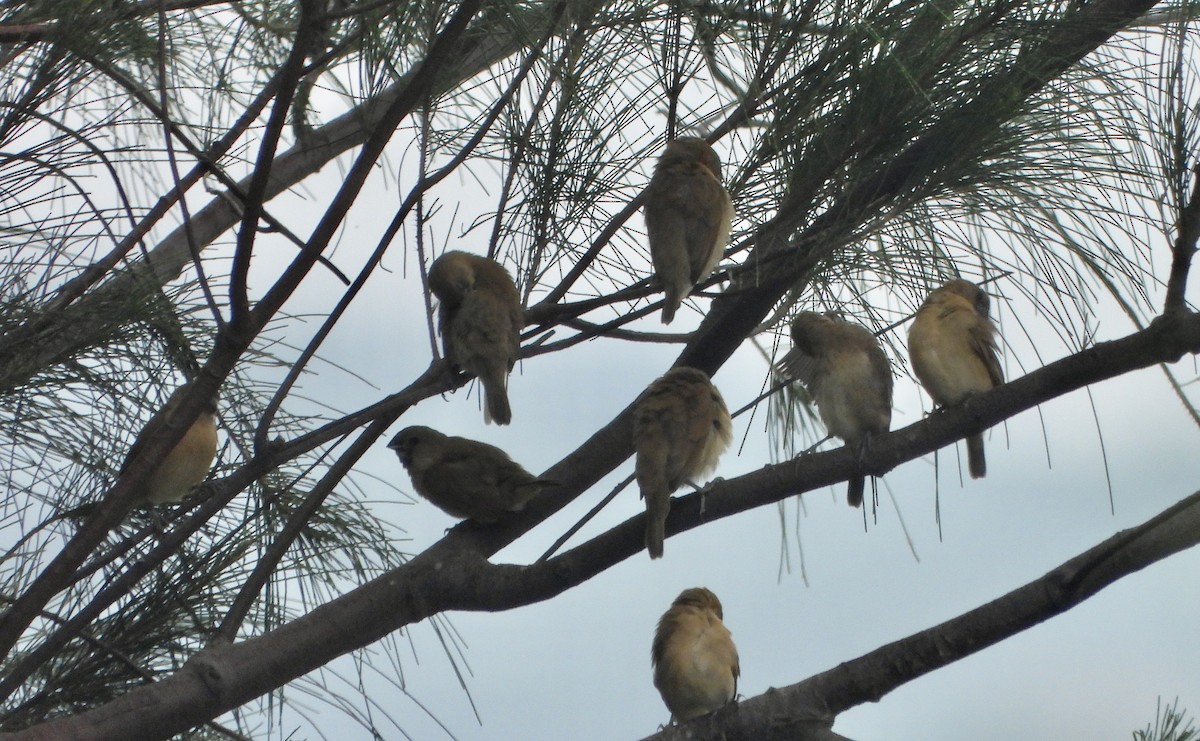 Indian Silverbill - ML620390834