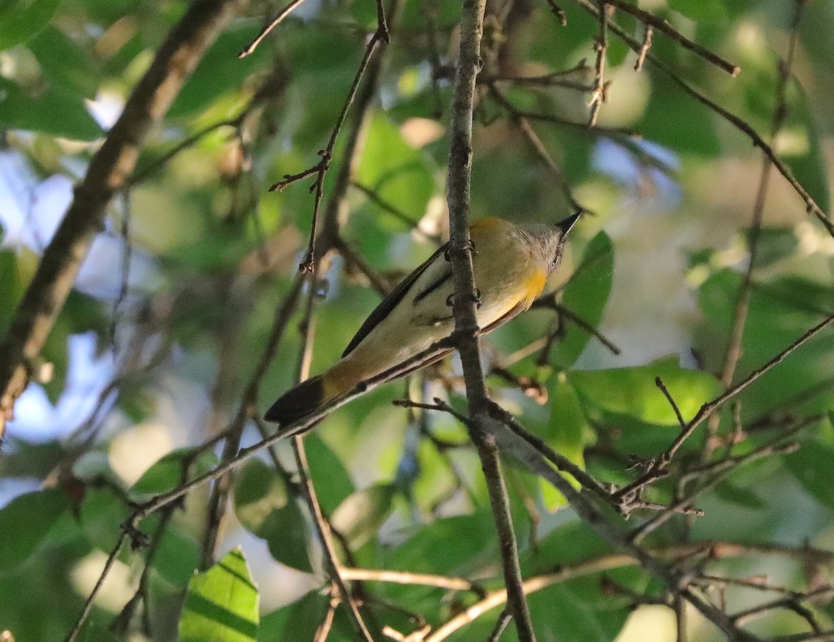 American Redstart - ML620390843