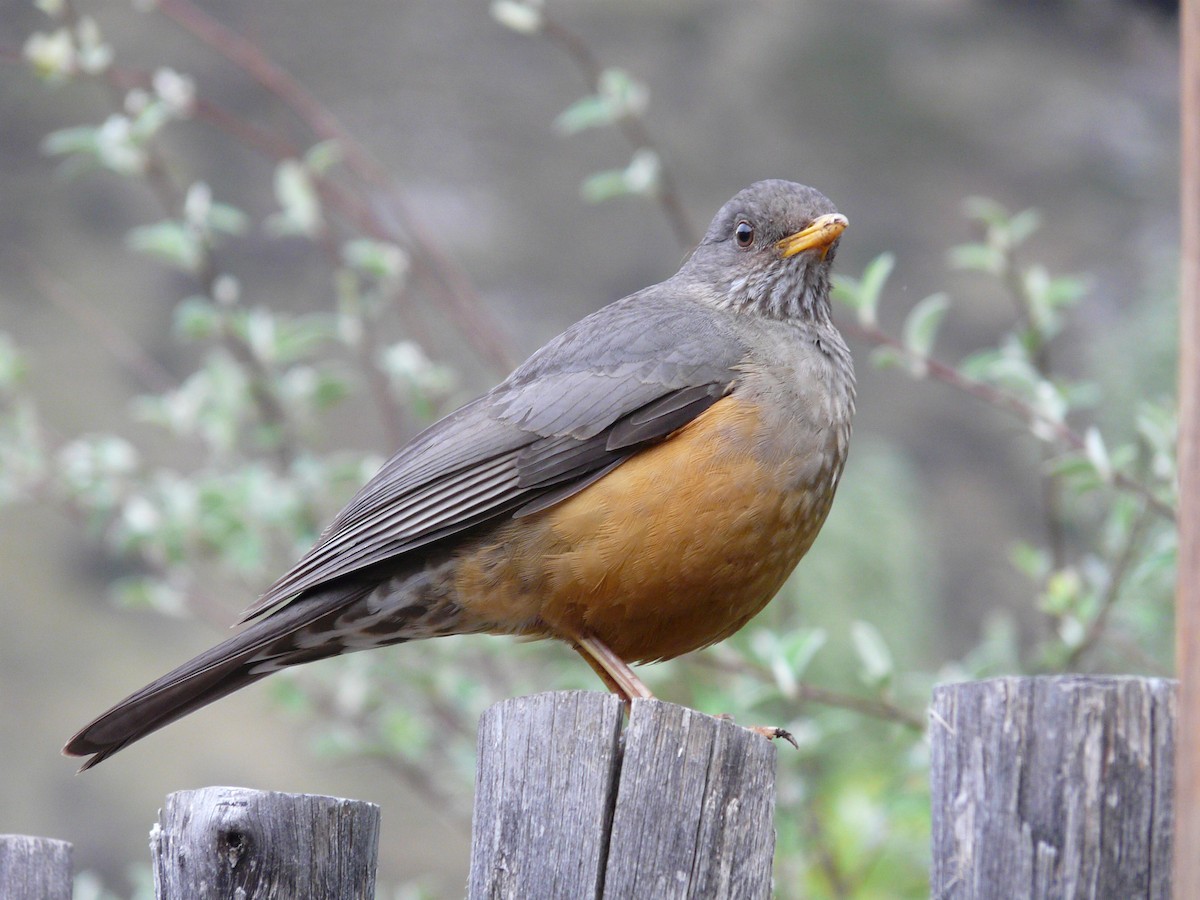 Karoo Thrush - ML620390848