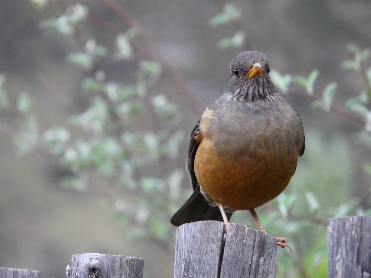 Karoo Thrush - ML620390849