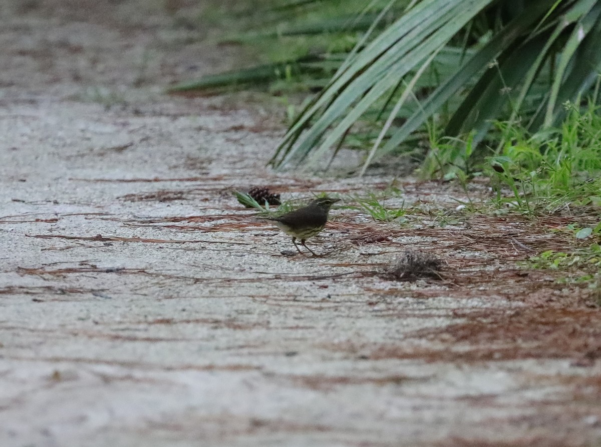 Northern Waterthrush - ML620390852