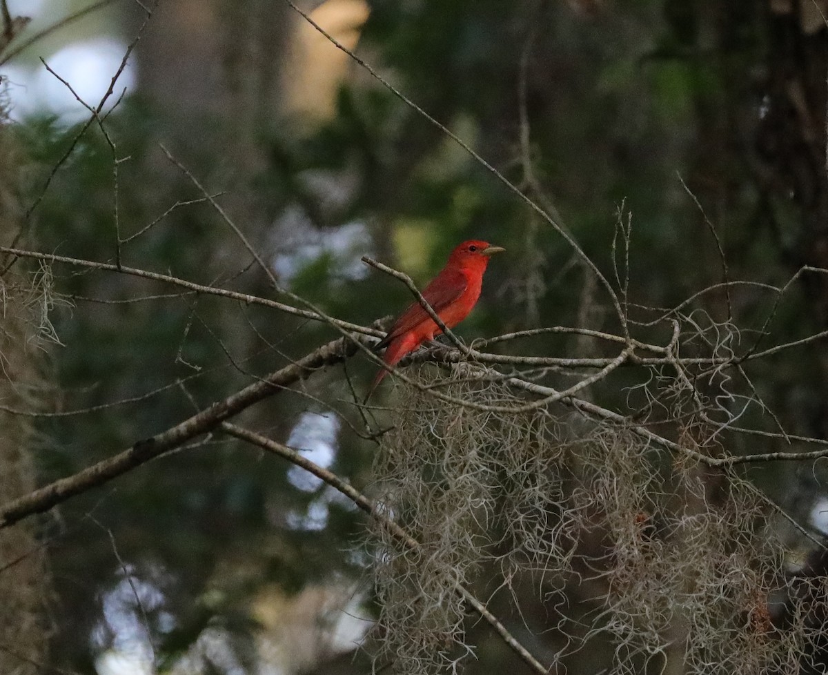 Summer Tanager - Laurel Barnhill