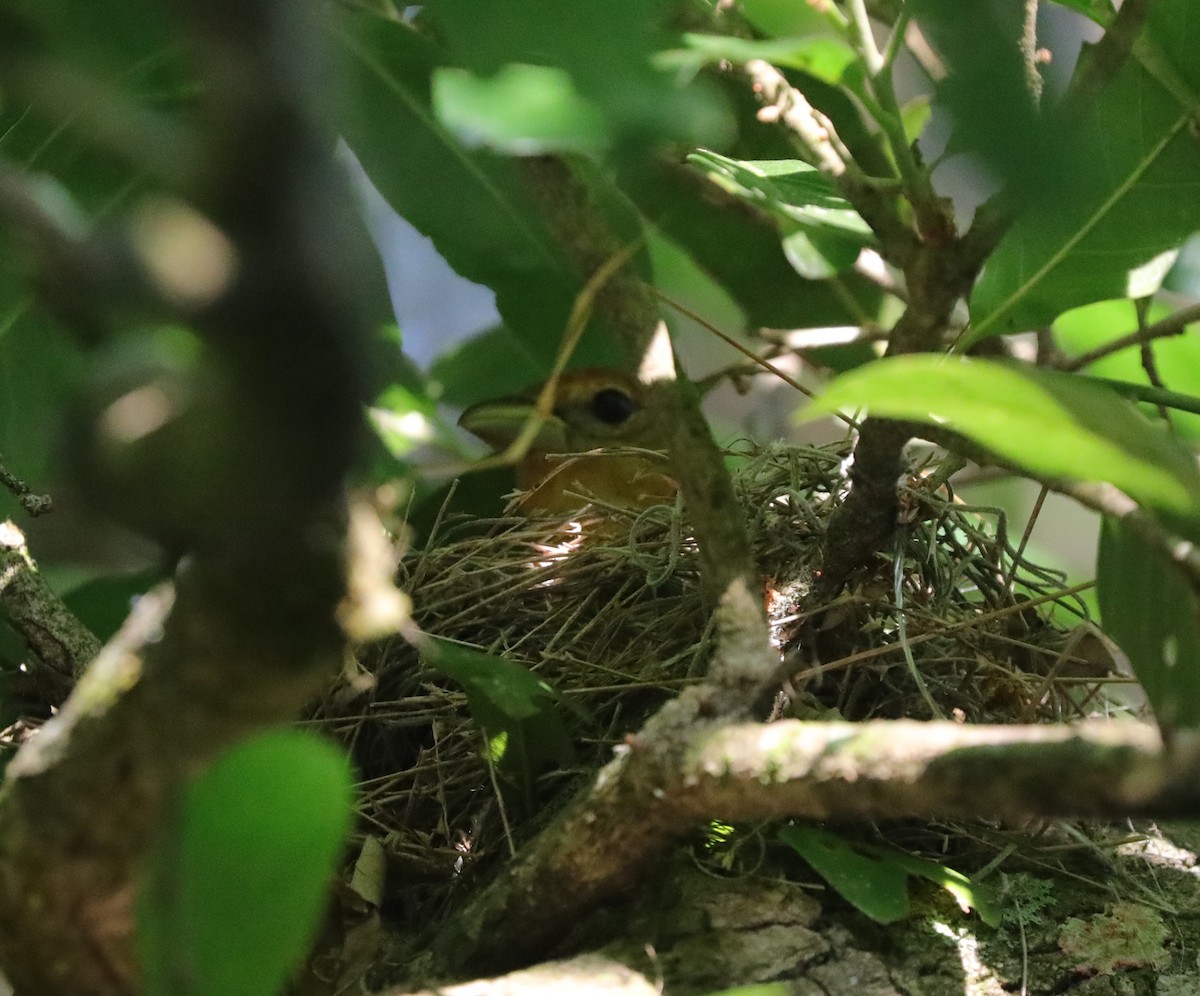 Summer Tanager - ML620390860