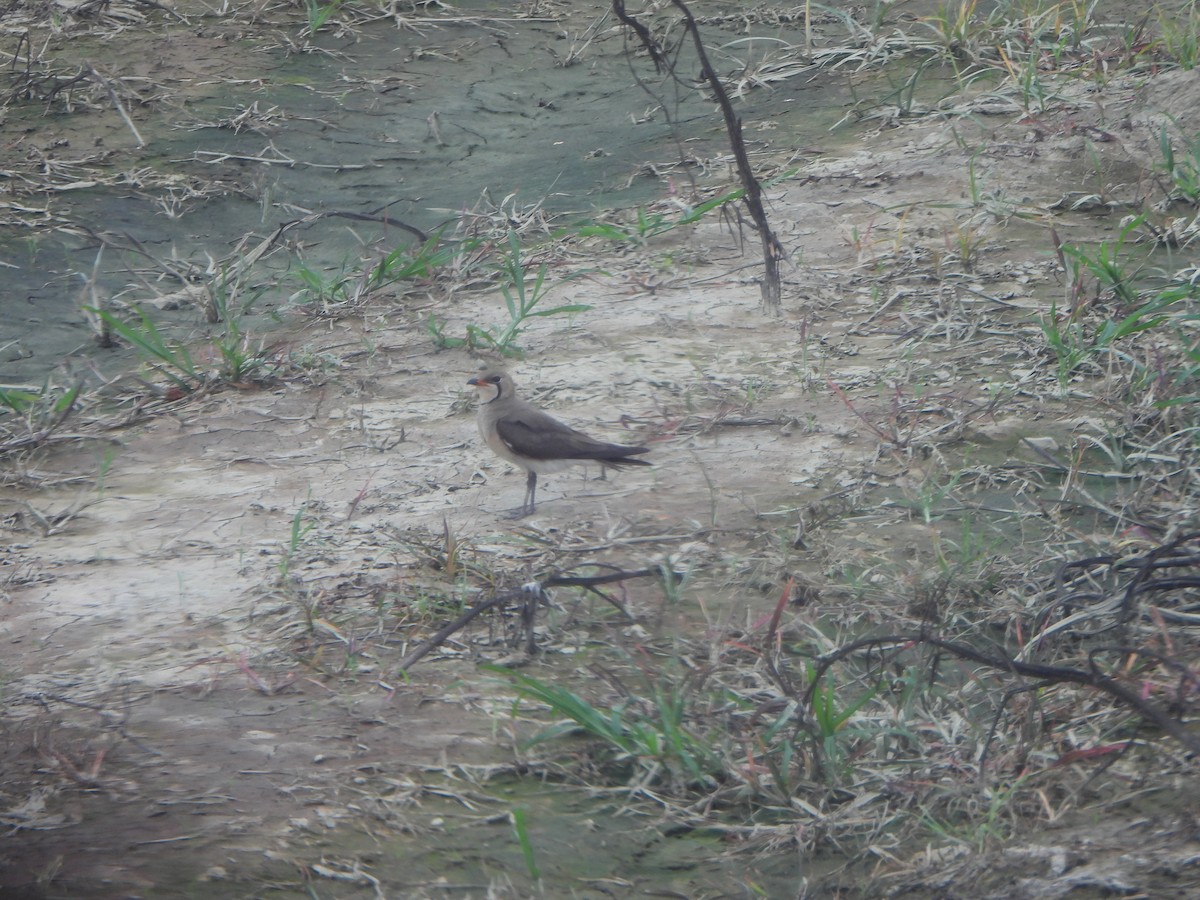 Oriental Pratincole - ML620390866