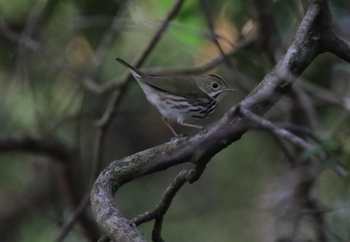 Ovenbird - ML620390867