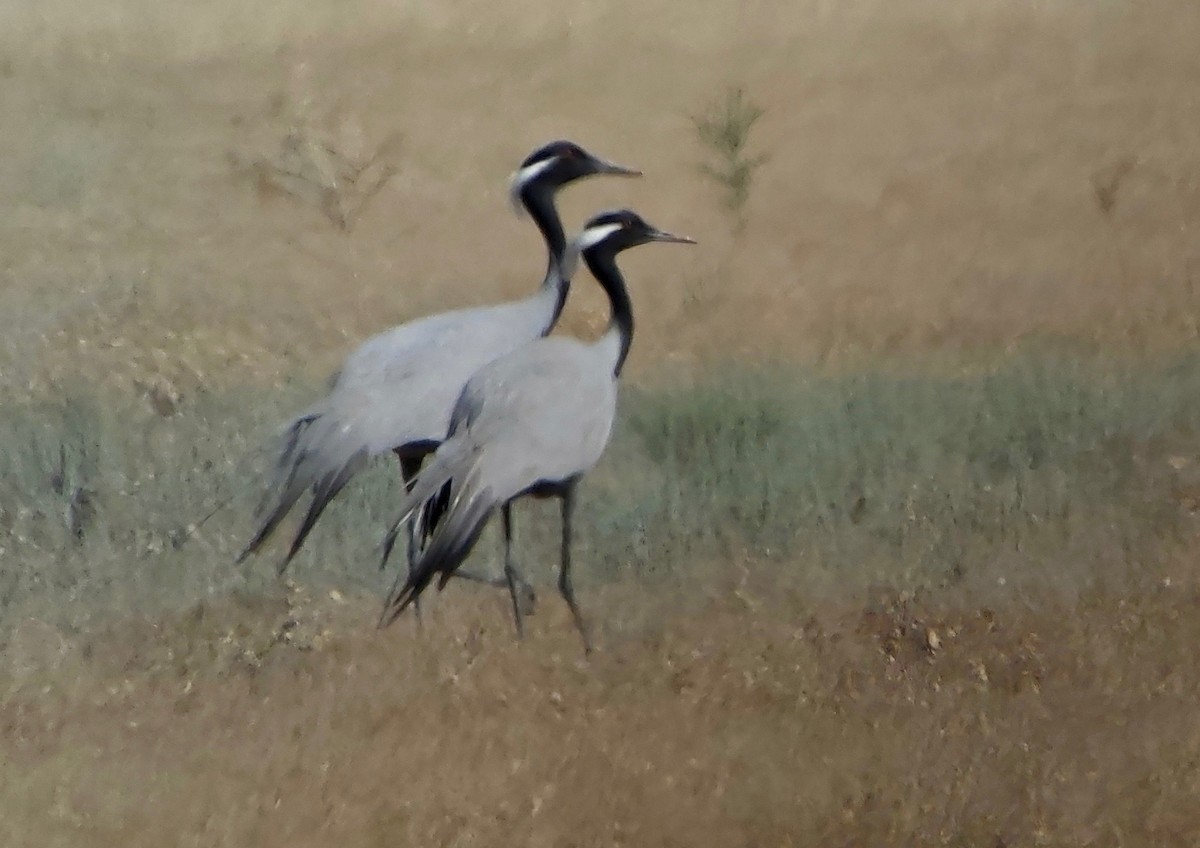 Demoiselle Crane - ML620390869