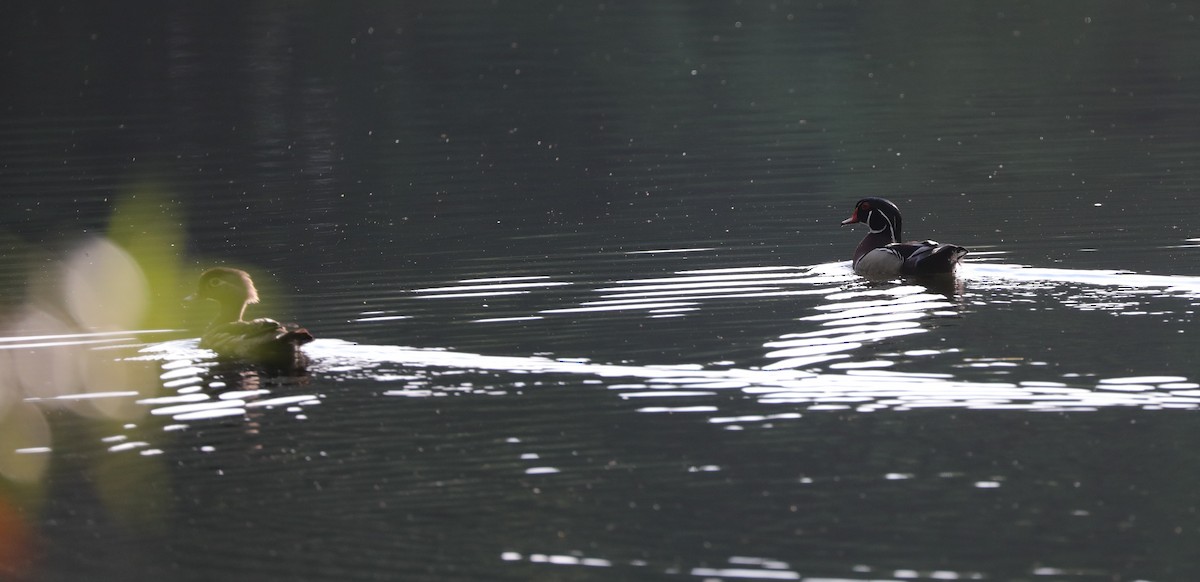 Wood Duck - ML620390878