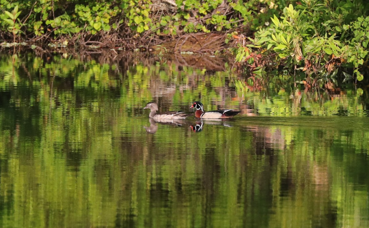 Wood Duck - ML620390880