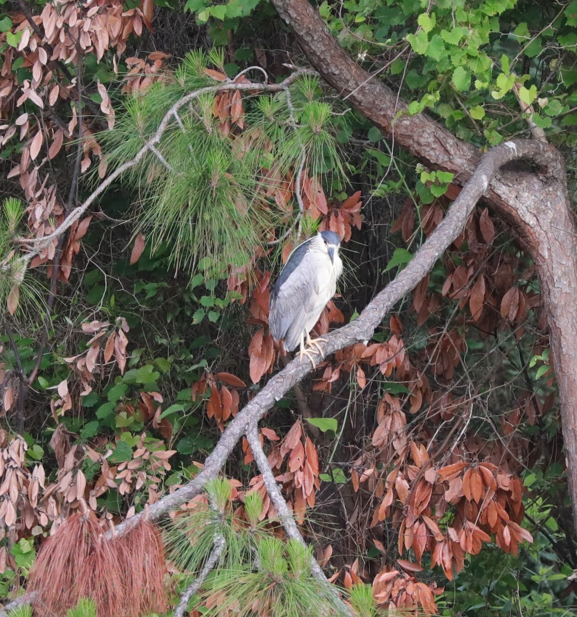 Black-crowned Night Heron - ML620390882