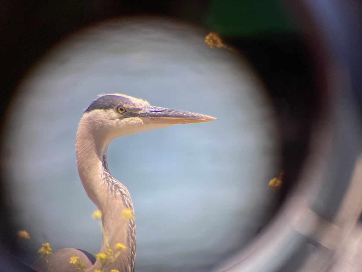 Great Blue Heron (Great Blue) - Dominik Mosur