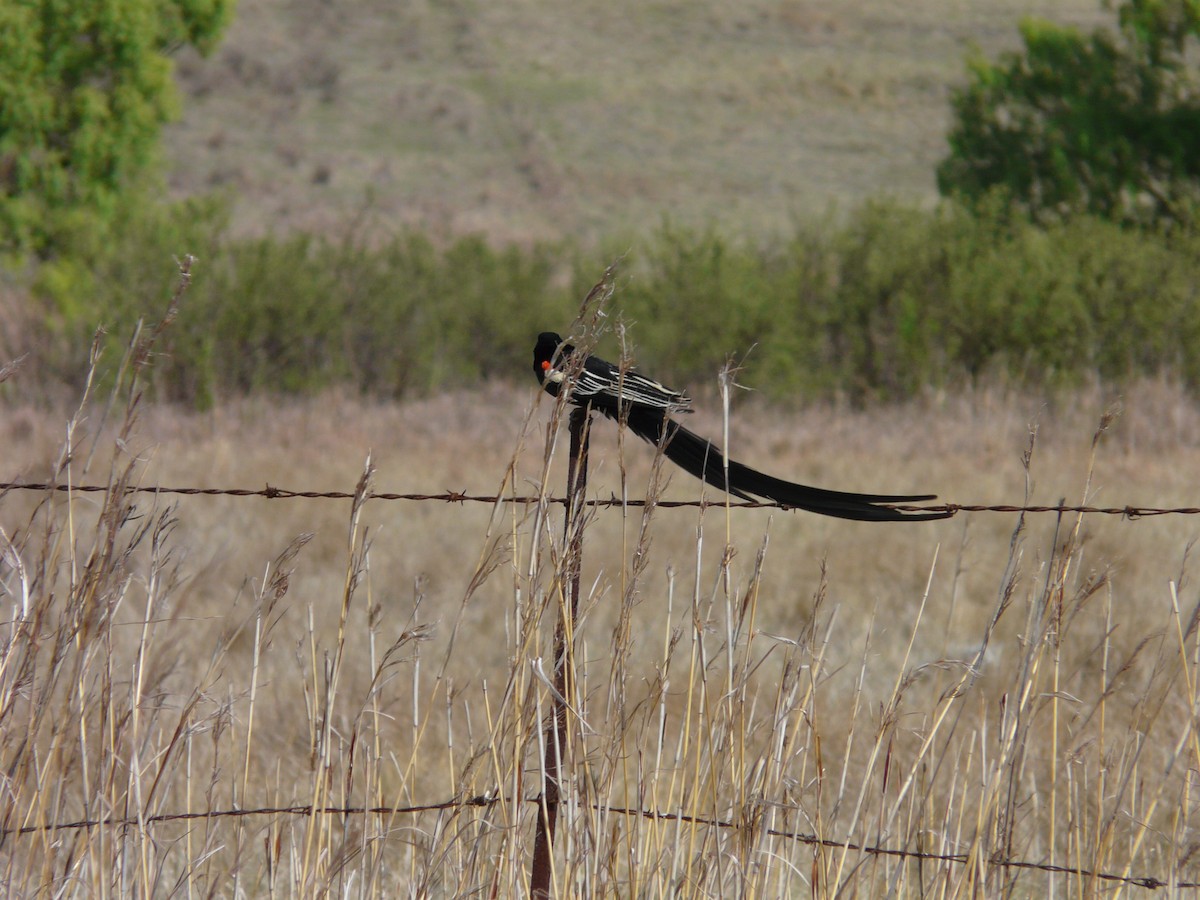 Long-tailed Widowbird - ML620390891
