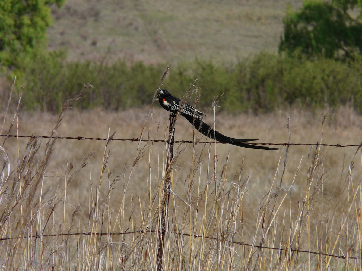 Long-tailed Widowbird - ML620390892
