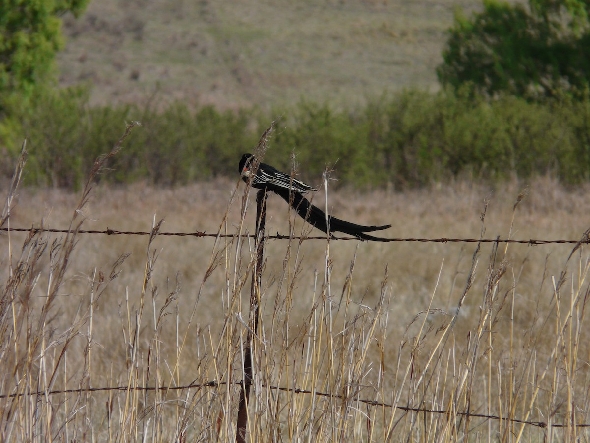 Long-tailed Widowbird - ML620390893