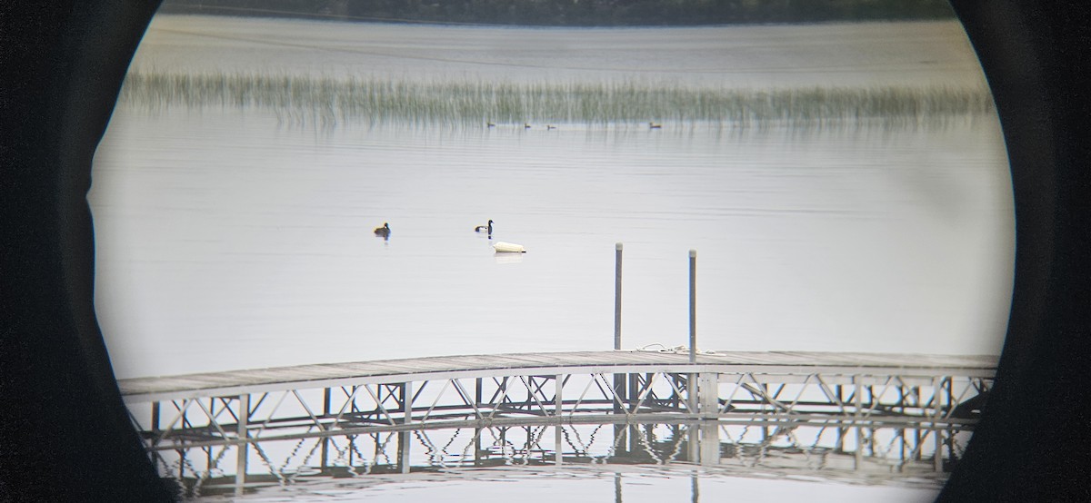 Greater/Lesser Scaup - ML620390894