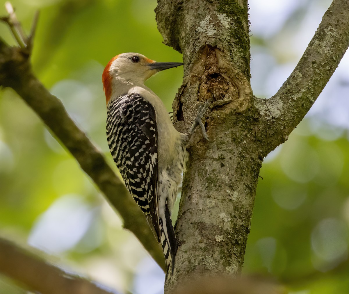 Red-bellied Woodpecker - ML620390896