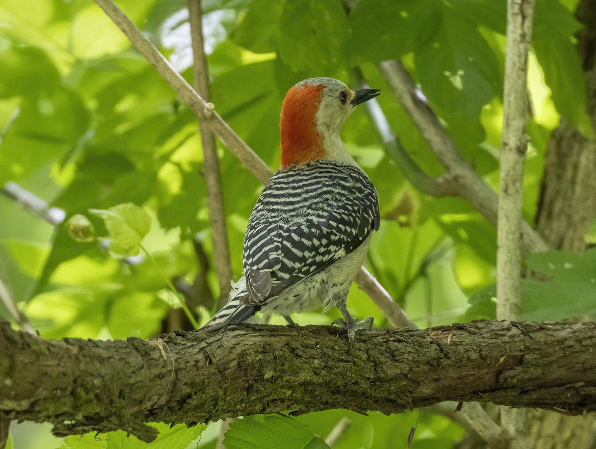 Red-bellied Woodpecker - ML620390897